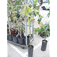 Árbol de aguacate - planta - Maceta tubo - Altura aprox. 1-20m. - Planta viva -